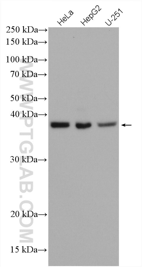 Western Blot (WB) analysis of various lysates using C19orf62 Polyclonal antibody (27926-1-AP)