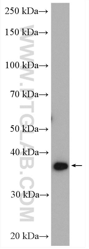 Western Blot (WB) analysis of HepG2 cells using C19orf62 Polyclonal antibody (27926-1-AP)