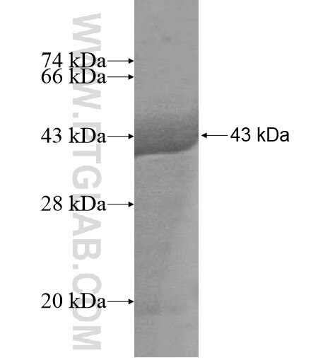 C19orf62 fusion protein Ag14878 SDS-PAGE