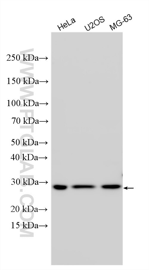 Western Blot (WB) analysis of various lysates using C19orf63 Polyclonal antibody (30844-1-AP)