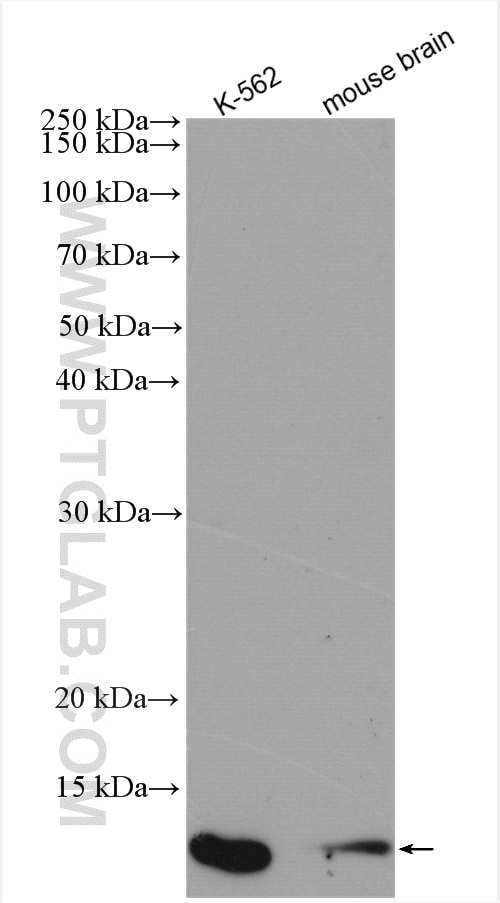Western Blot (WB) analysis of various lysates using C19orf70 Polyclonal antibody (25514-1-AP)