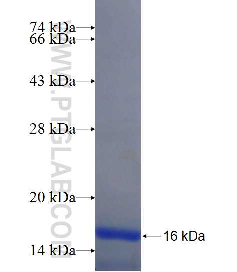C19orf70 fusion protein Ag22003 SDS-PAGE