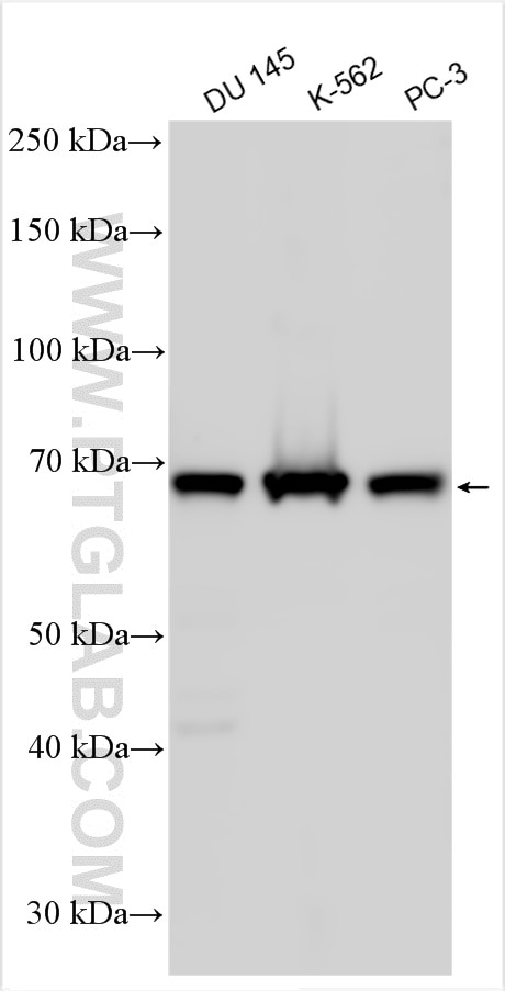 Western Blot (WB) analysis of various lysates using C19orf72 Polyclonal antibody (29362-1-AP)