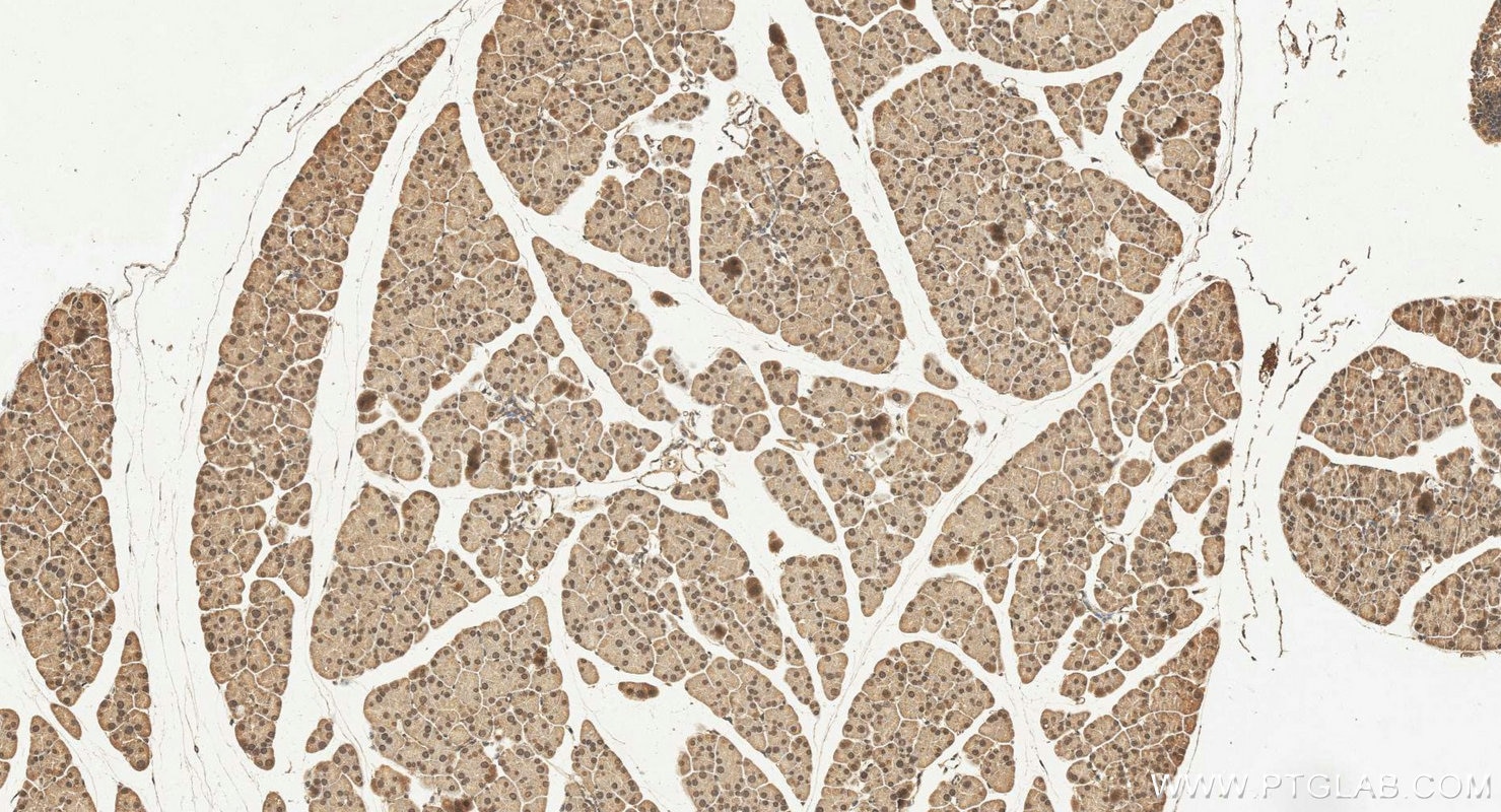 IHC staining of mouse pancreas using 24856-1-AP Immunohistochemistry (IHC) staining of mouse pancreas tissue using C19orf73 Polyclonal antibody (24856-1-AP)