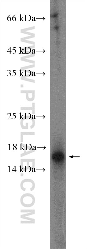 Western Blot (WB) analysis of DU 145 cells using C1D Polyclonal antibody (10711-1-AP)
