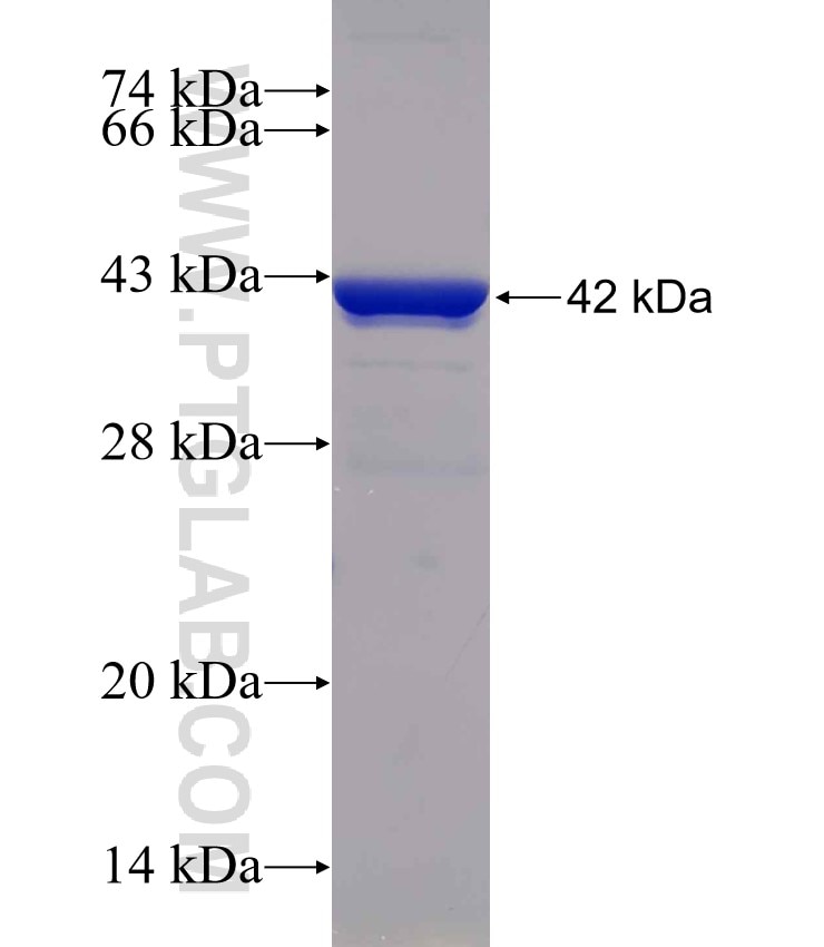 C1D fusion protein Ag30632 SDS-PAGE