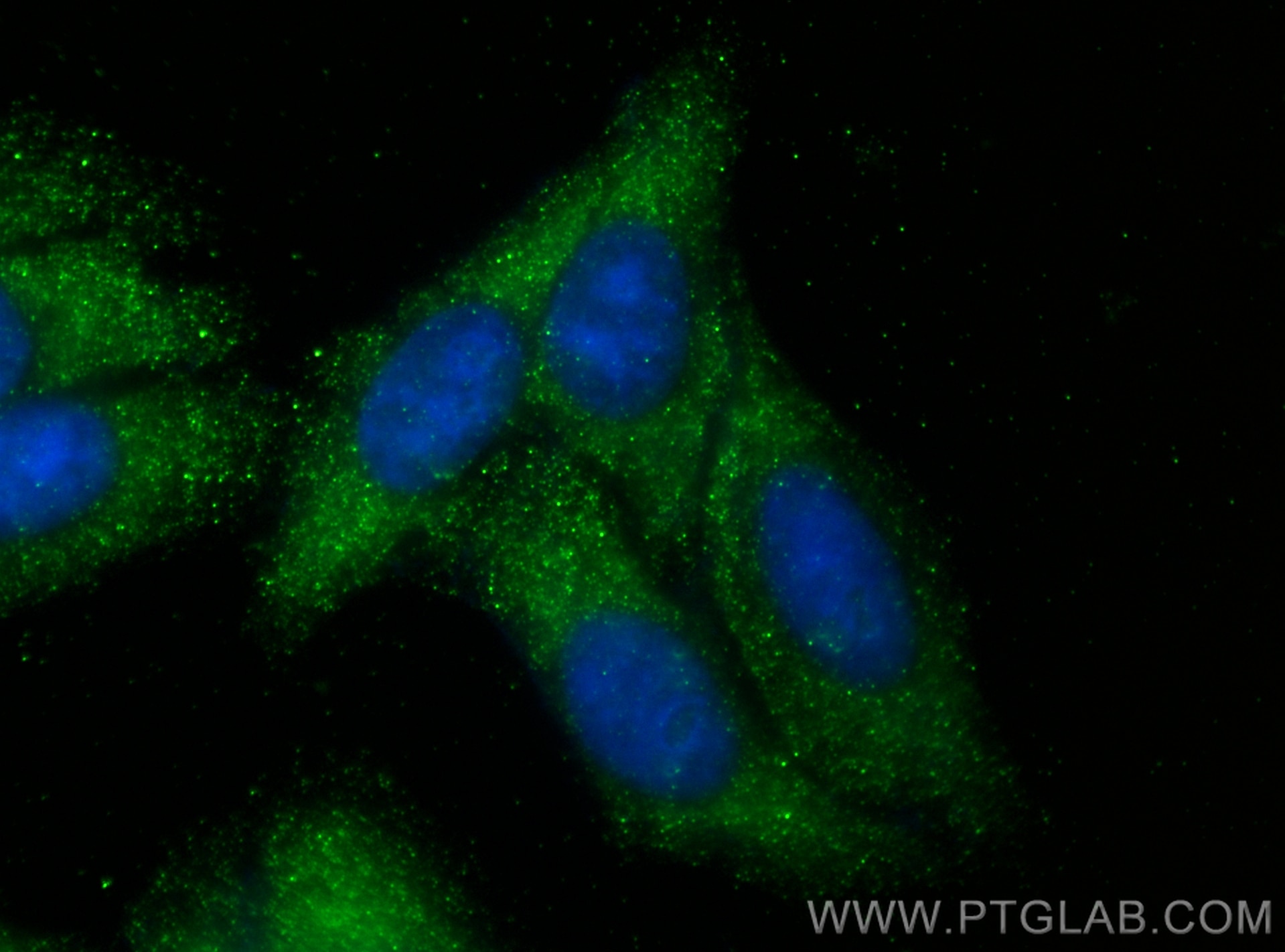 Immunofluorescence (IF) / fluorescent staining of HepG2 cells using C1GALT1 Polyclonal antibody (27569-1-AP)