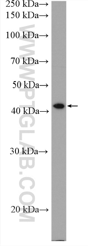 Western Blot (WB) analysis of T-47D cells using C1GALT1 Polyclonal antibody (27569-1-AP)