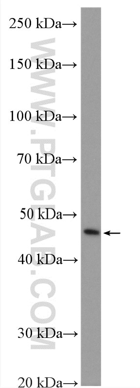 Western Blot (WB) analysis of HepG2 cells using C1GALT1 Polyclonal antibody (27569-1-AP)