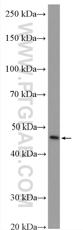 WB analysis of HepG2 using 27569-1-AP