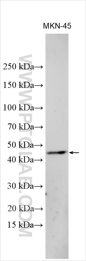 Western Blot (WB) analysis of various lysates using C1GALT1 Polyclonal antibody (27569-1-AP)