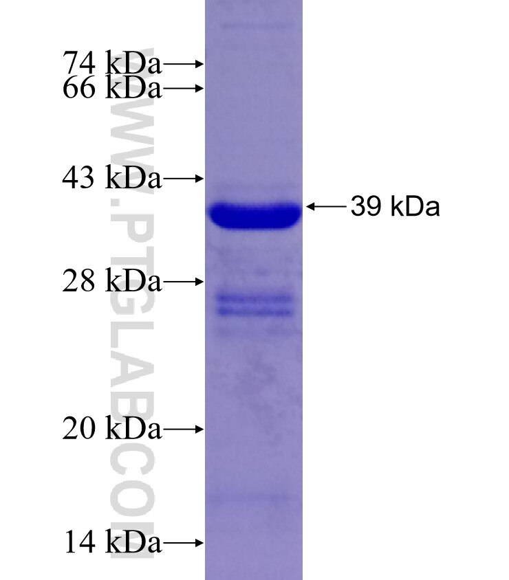 C1GALT1 fusion protein Ag26144 SDS-PAGE