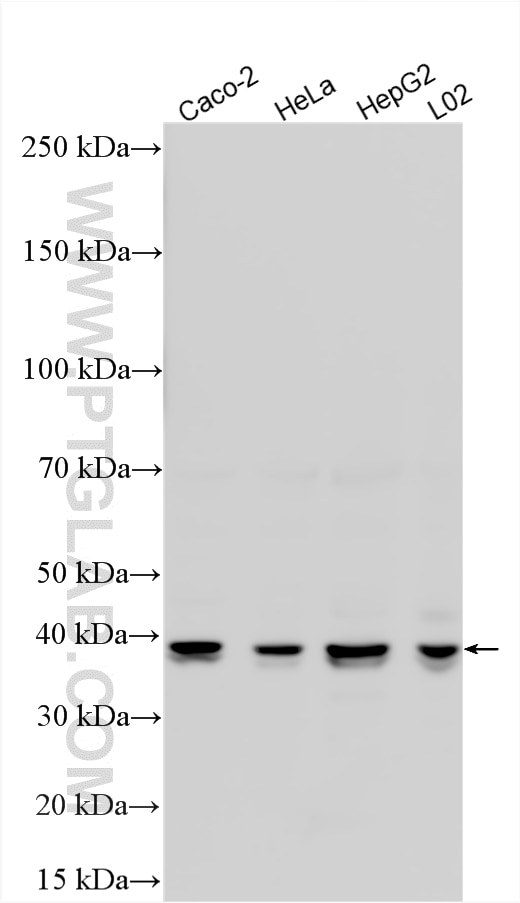 WB analysis using 19254-1-AP Western Blot (WB) analysis of various lysates using COSMC Polyclonal antibody (19254-1-AP)