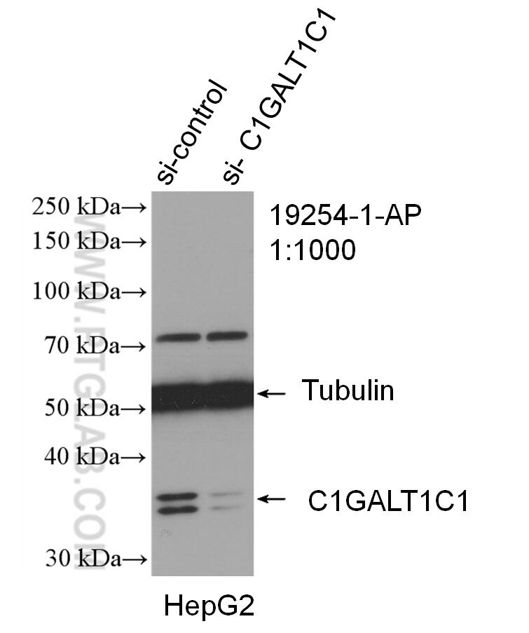 WB analysis of HepG2 using 19254-1-AP