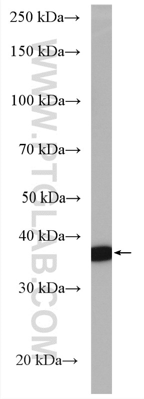 Western Blot (WB) analysis of HepG2 cells using COSMC Polyclonal antibody (19254-1-AP)