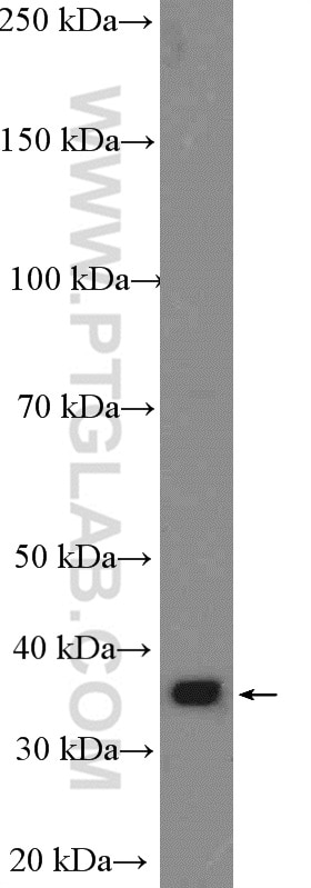 Western Blot (WB) analysis of Caco-2 cells using COSMC Polyclonal antibody (19254-1-AP)