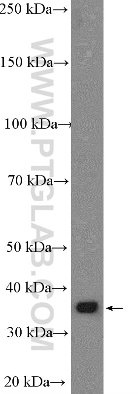 Western Blot (WB) analysis of Caco-2 cells using COSMC Polyclonal antibody (19254-1-AP)