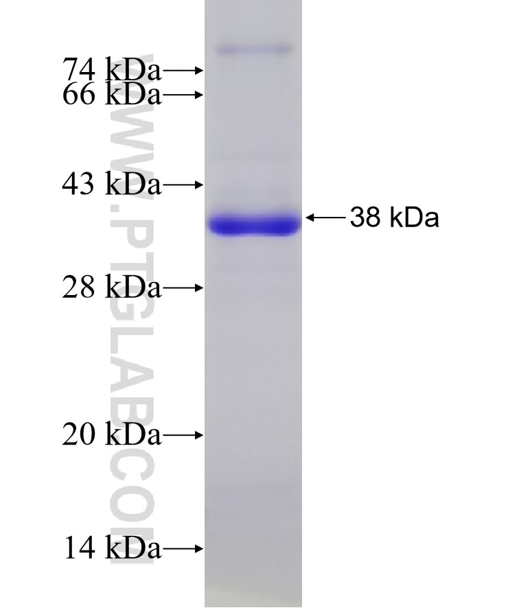 C1GALT1C1 fusion protein Ag6899 SDS-PAGE
