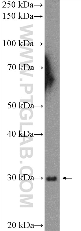 Western Blot (WB) analysis of mouse liver tissue using C1qA Polyclonal antibody (11602-1-AP)