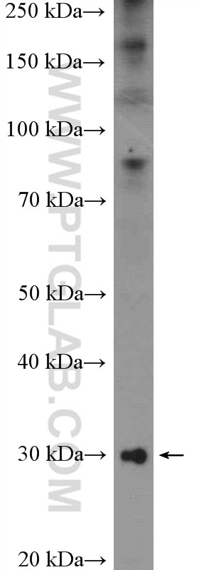 Western Blot (WB) analysis of mouse serum using C1qA Polyclonal antibody (11602-1-AP)
