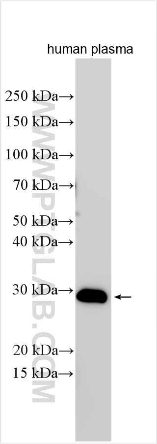 Western Blot (WB) analysis of human plasma using C1QA Polyclonal antibody (11602-1-AP)