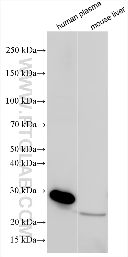 Western Blot (WB) analysis of various lysates using C1QA Polyclonal antibody (11602-1-AP)