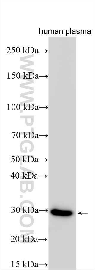 Western Blot (WB) analysis of various lysates using C1QA Polyclonal antibody (11602-1-AP)