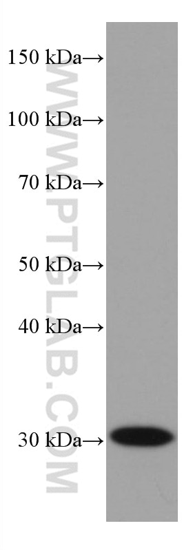 Western Blot (WB) analysis of human blood using C1QA Monoclonal antibody (67063-1-Ig)