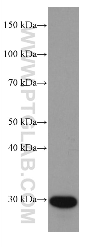 Western Blot (WB) analysis of human plasma using C1QA Monoclonal antibody (67063-1-Ig)
