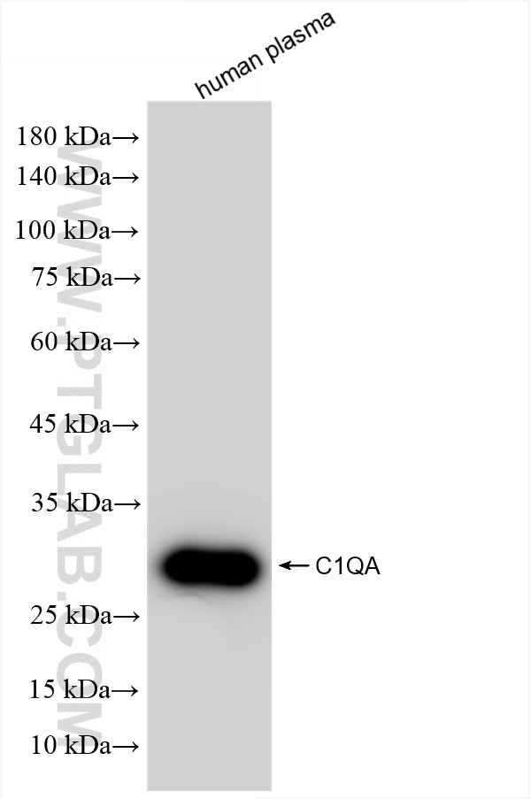 C1QA