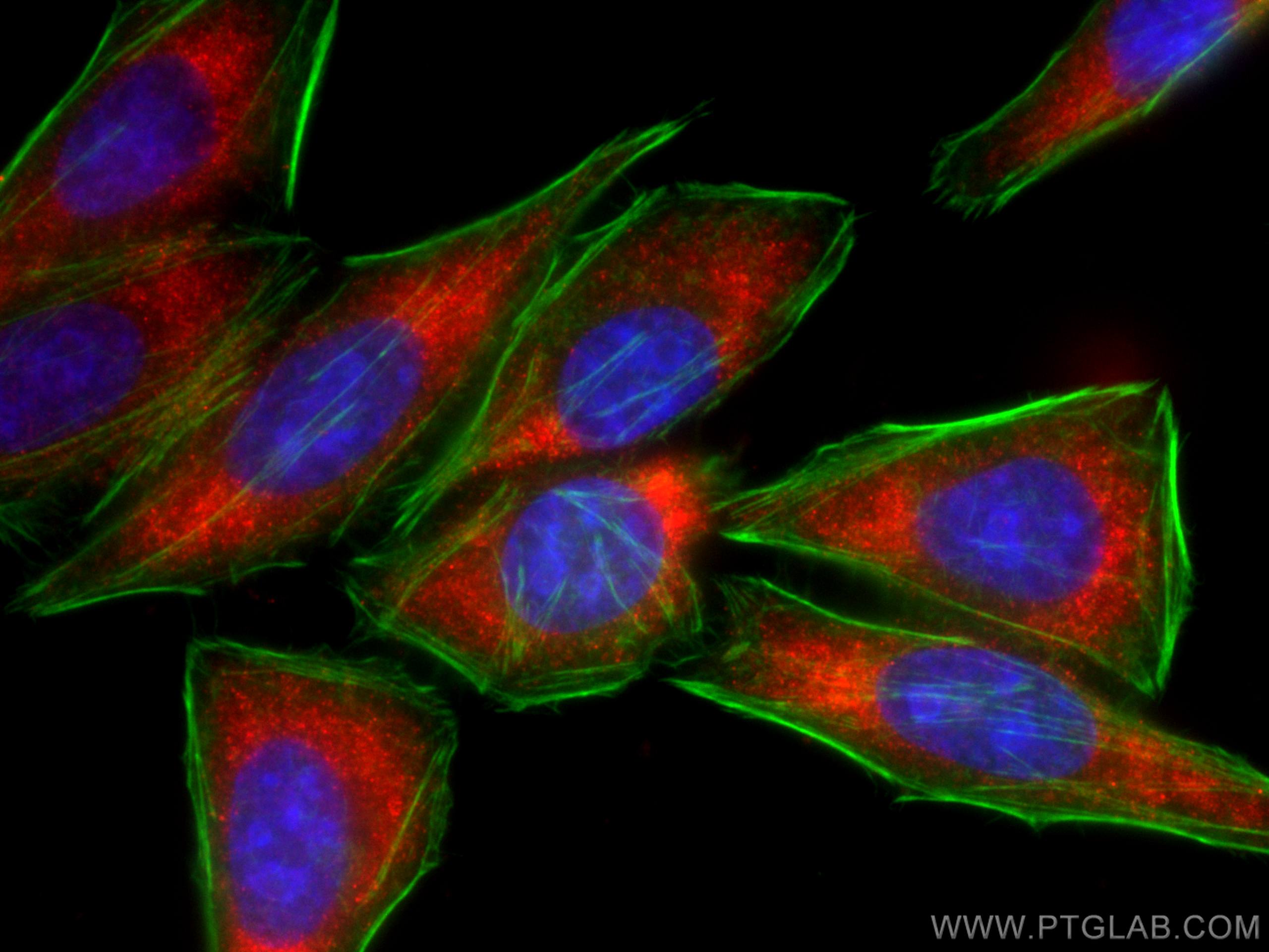Immunofluorescence (IF) / fluorescent staining of HepG2 cells using CoraLite®594-conjugated C1QA Monoclonal antibody (CL594-67063)