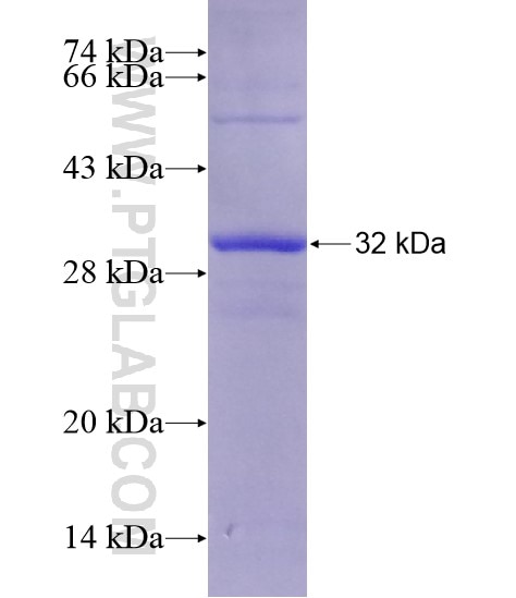 C1QA fusion protein Ag28622 SDS-PAGE