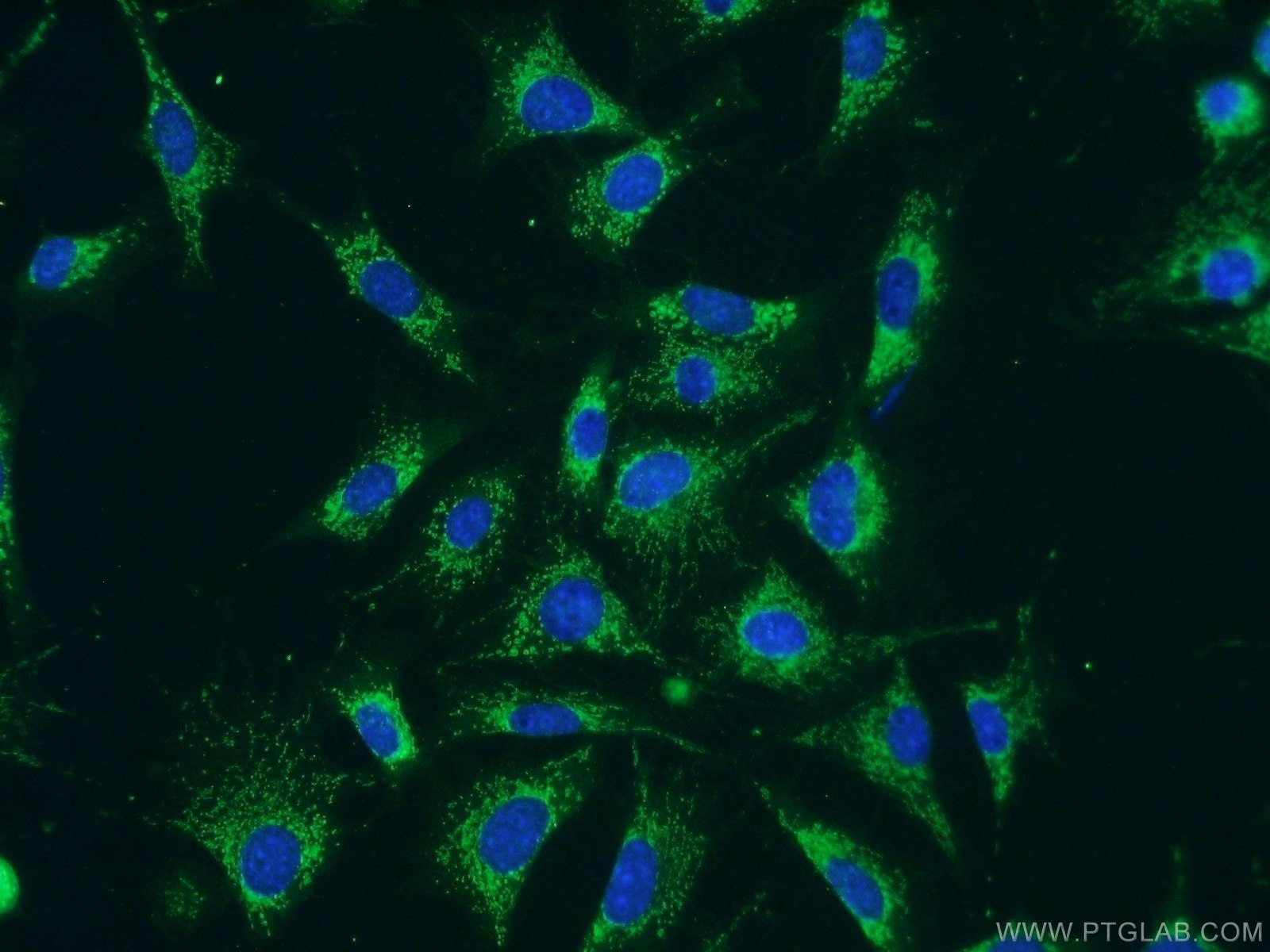 Immunofluorescence (IF) / fluorescent staining of NIH/3T3 cells using C1QBP Polyclonal antibody (24474-1-AP)