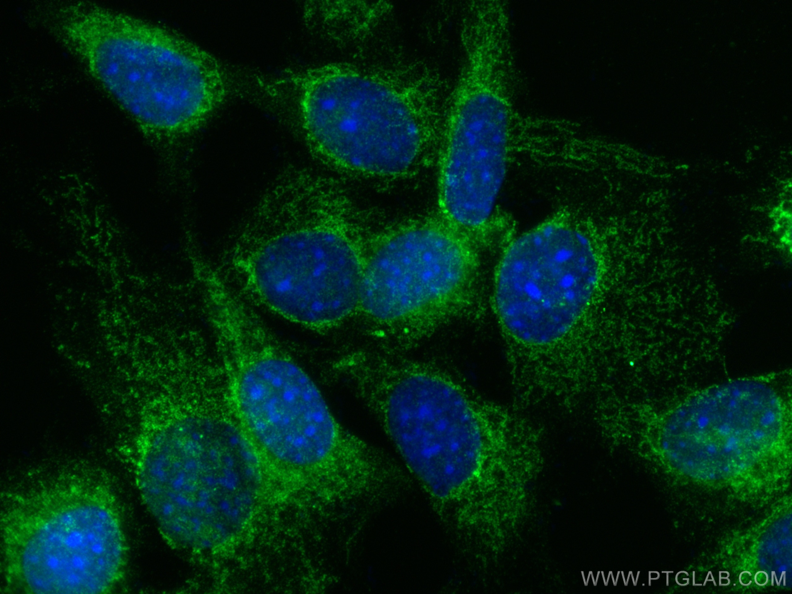 Immunofluorescence (IF) / fluorescent staining of NIH/3T3 cells using C1QBP Polyclonal antibody (24474-1-AP)
