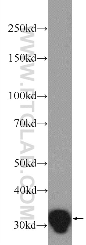 Western Blot (WB) analysis of HeLa cells using C1QBP Polyclonal antibody (24474-1-AP)