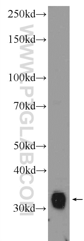 WB analysis of K-562 using 24474-1-AP