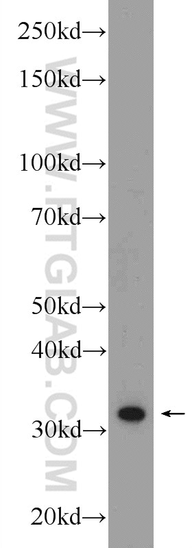 Western Blot (WB) analysis of NIH/3T3 cells using C1QBP Polyclonal antibody (24474-1-AP)