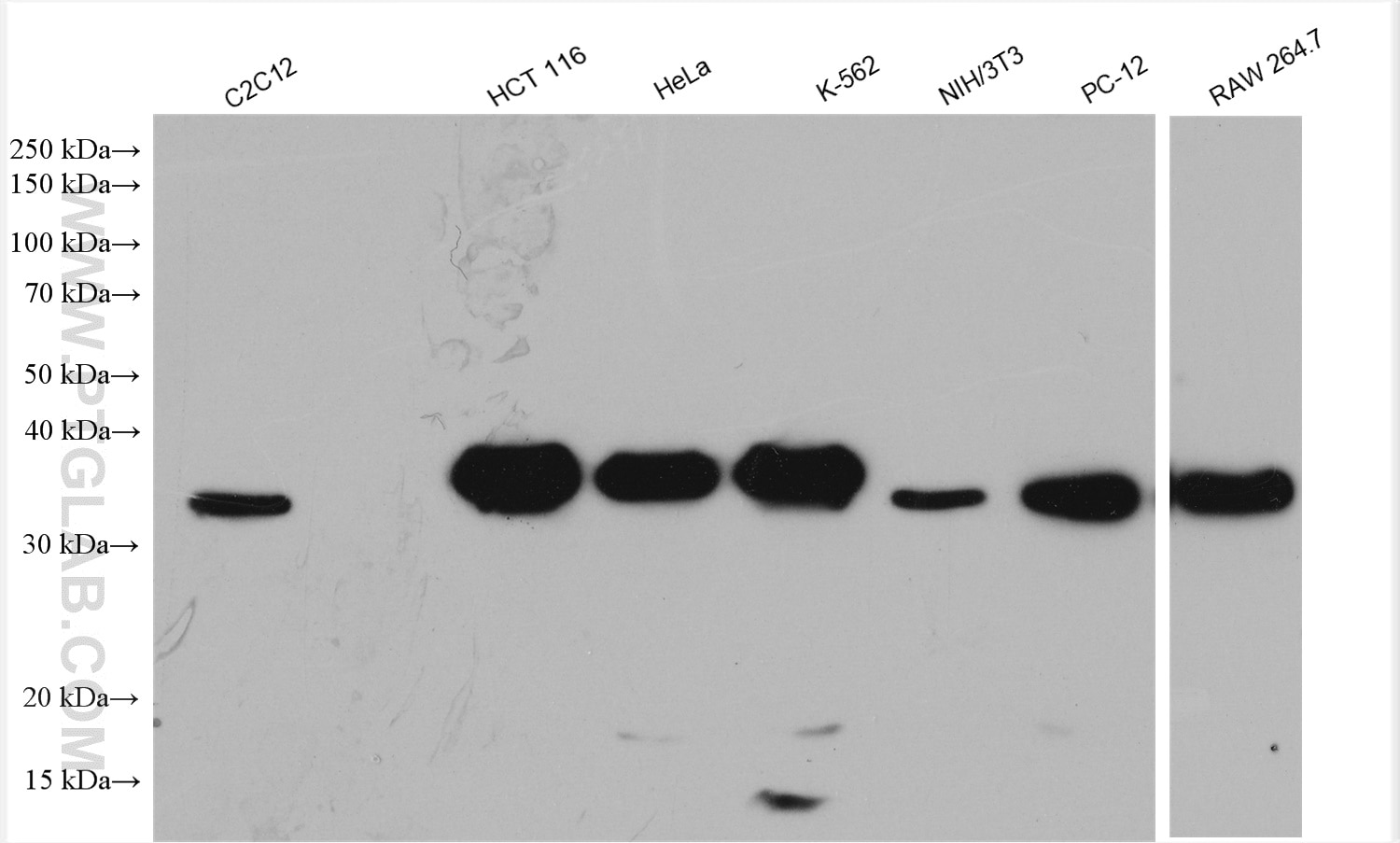 Western Blot (WB) analysis of various lysates using C1QBP Polyclonal antibody (24474-1-AP)