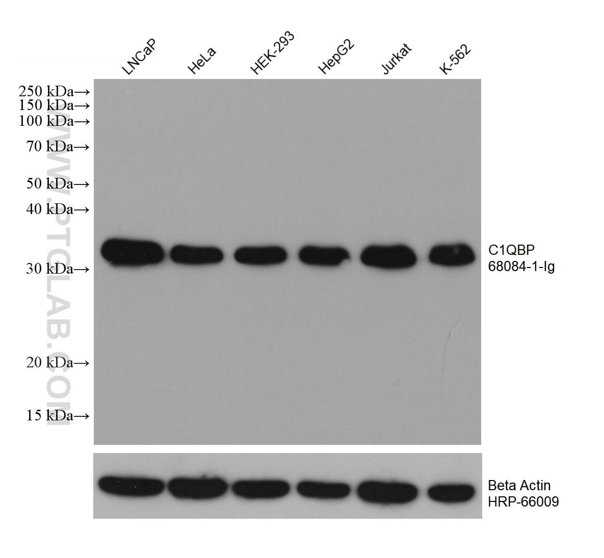 Western Blot (WB) analysis of various lysates using C1QBP Monoclonal antibody (68084-1-Ig)