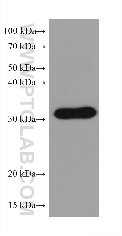 Western Blot (WB) analysis of mouse brain tissue using C1QBP Monoclonal antibody (68084-1-Ig)