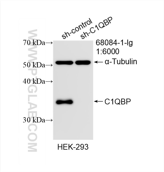 Western Blot (WB) analysis of HEK-293 cells using C1QBP Monoclonal antibody (68084-1-Ig)