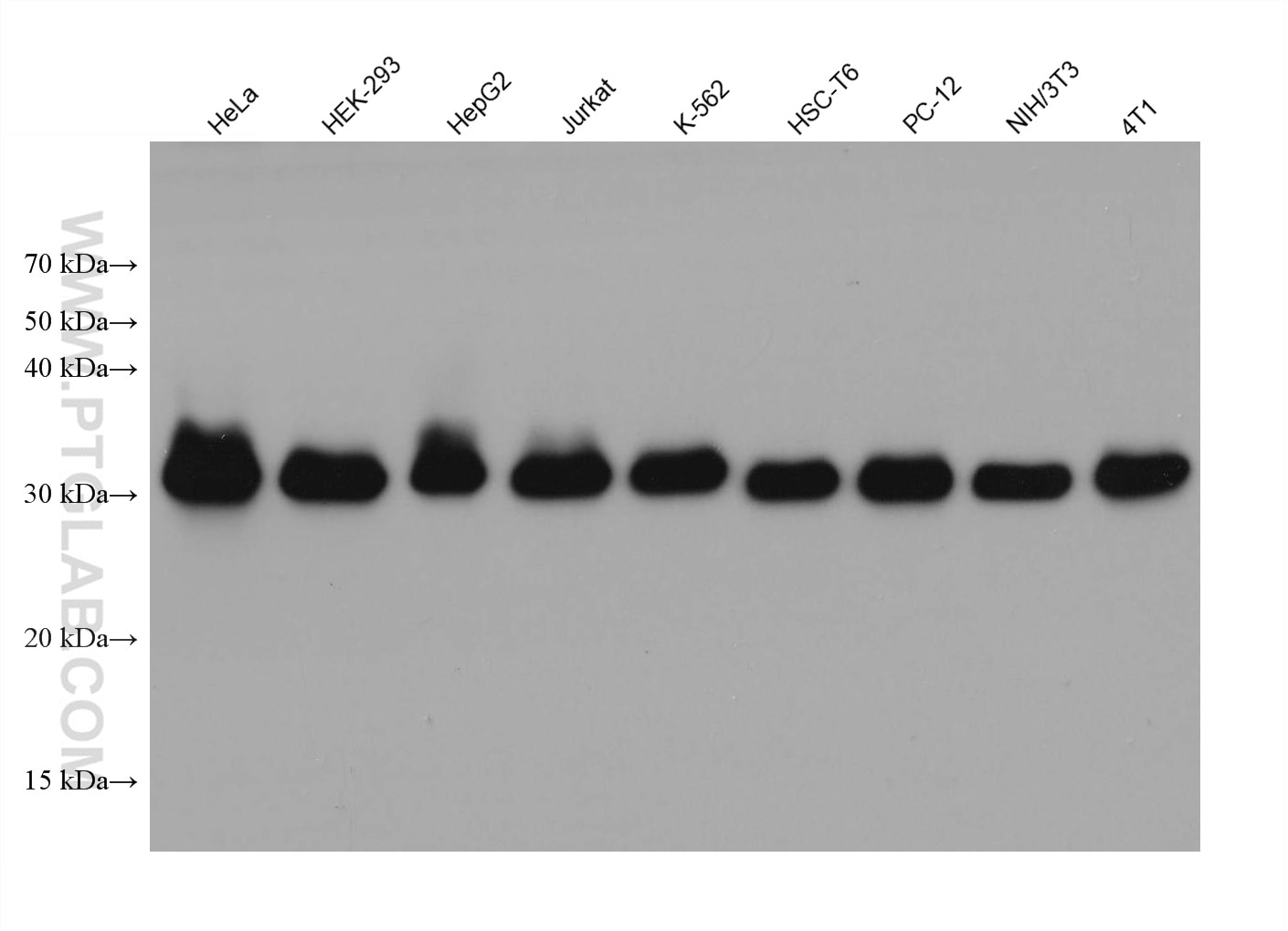 Western Blot (WB) analysis of various lysates using C1QBP Recombinant antibody (80490-1-RR)