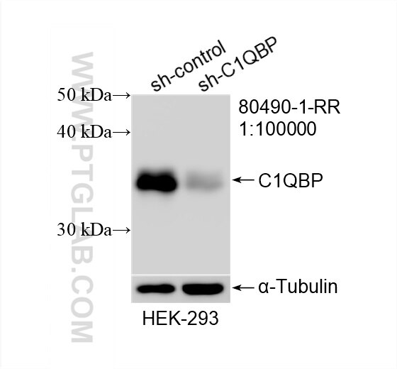 Western Blot (WB) analysis of HEK-293 cells using C1QBP Recombinant antibody (80490-1-RR)