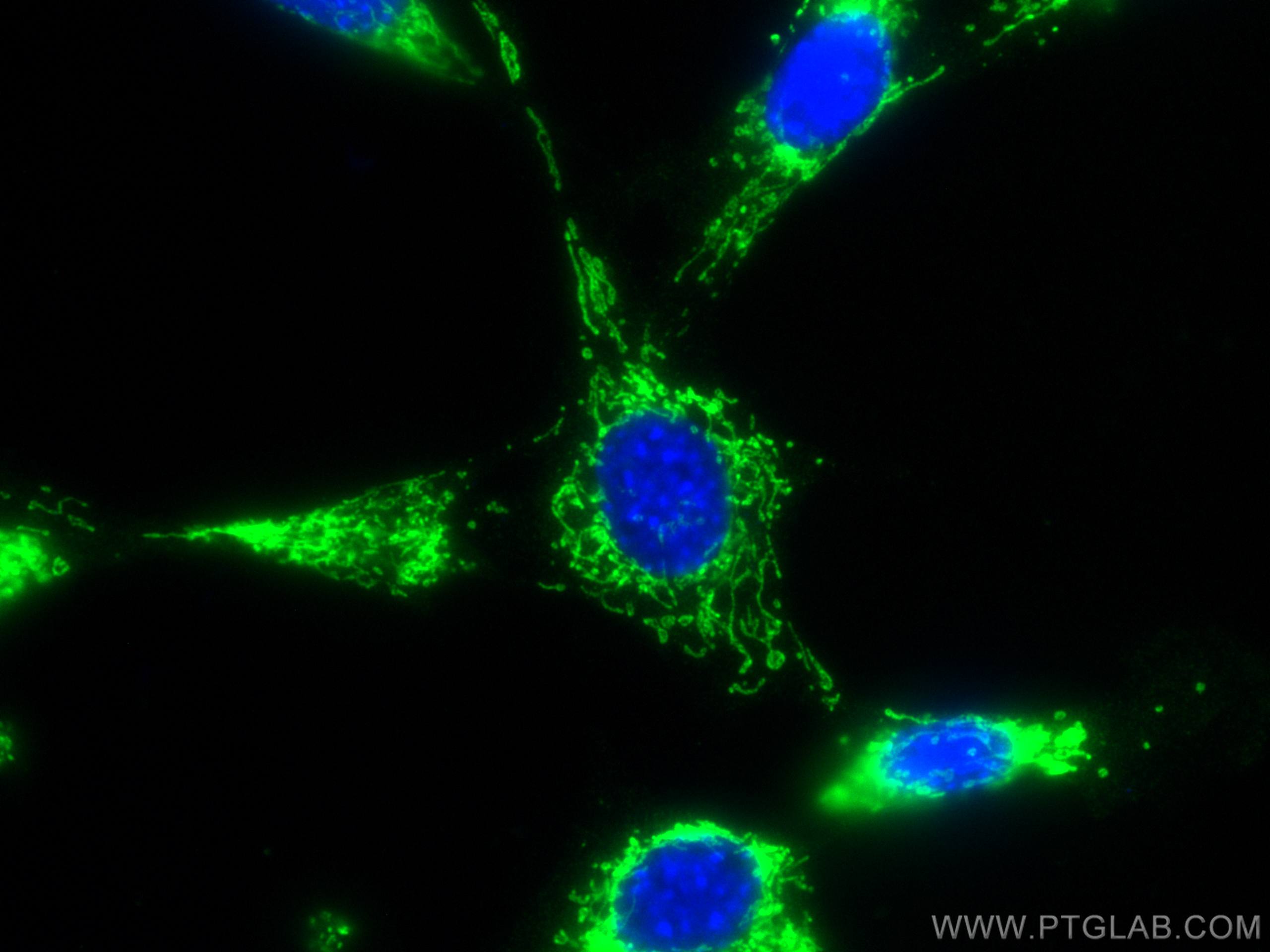 Immunofluorescence (IF) / fluorescent staining of NIH/3T3 cells using CoraLite® Plus 488-conjugated C1QBP Polyclonal ant (CL488-24474)