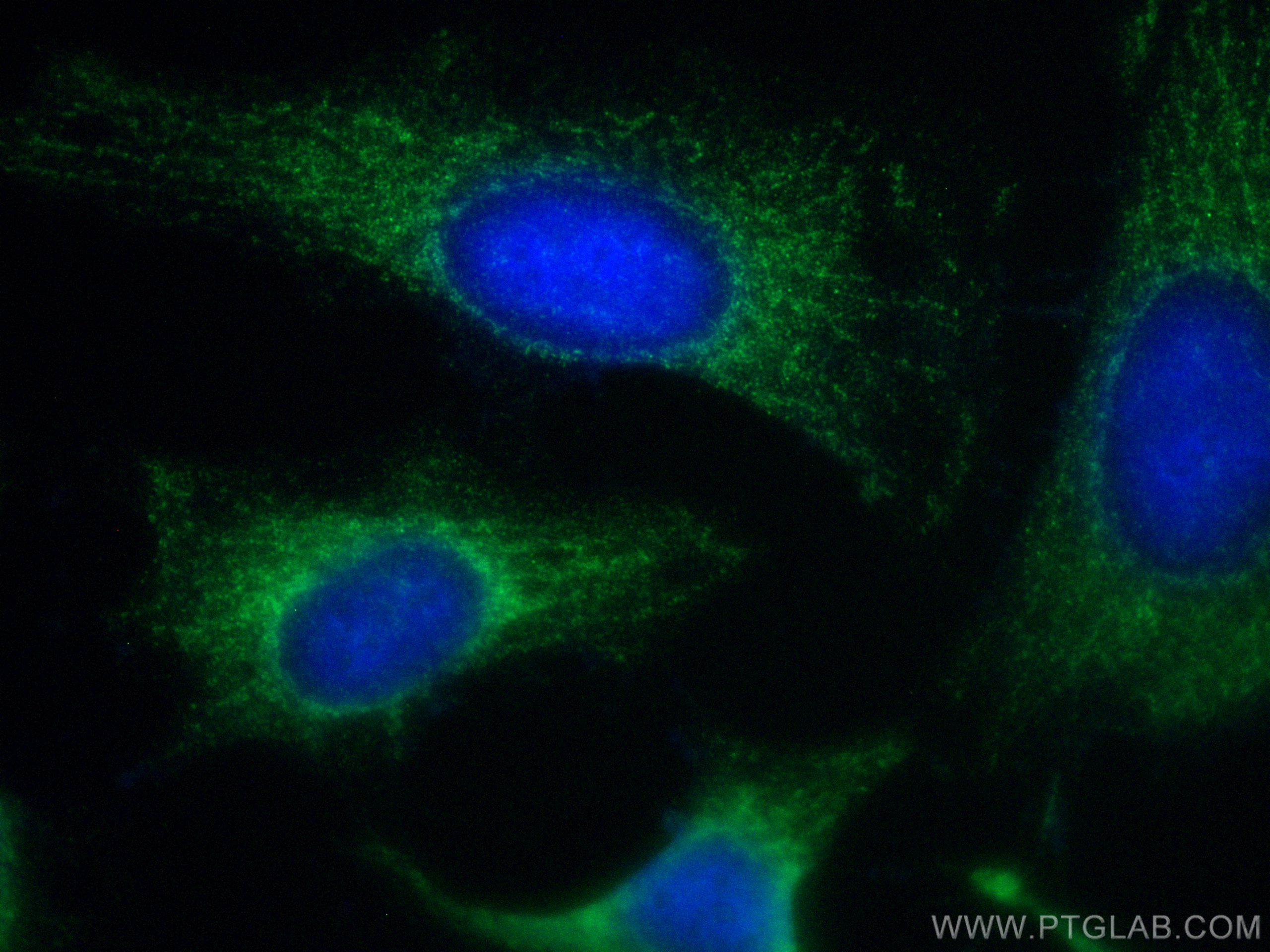 Immunofluorescence (IF) / fluorescent staining of HeLa cells using CoraLite® Plus 488-conjugated C1QBP Monoclonal ant (CL488-68084)