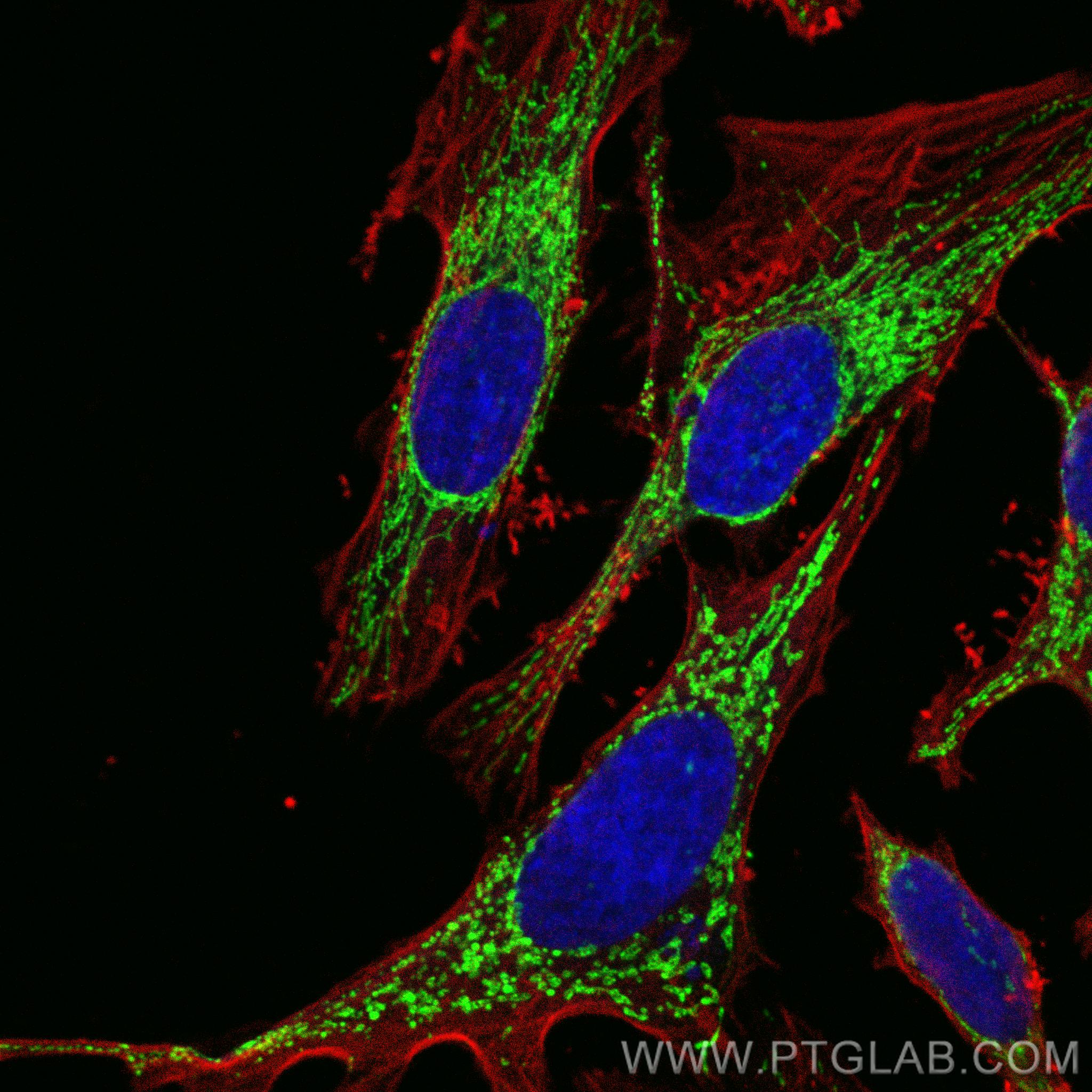 Immunofluorescence (IF) / fluorescent staining of HeLa cells using CoraLite® Plus 488-conjugated C1QBP Recombinant an (CL488-80490)