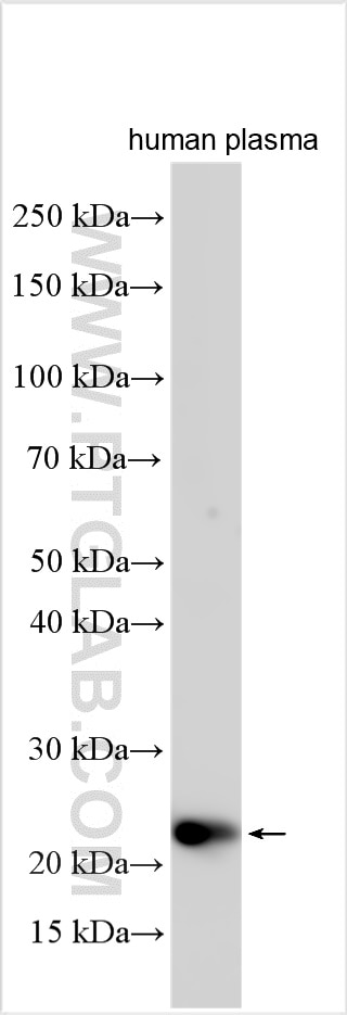 Western Blot (WB) analysis of various lysates using C1qC Polyclonal antibody (16889-1-AP)