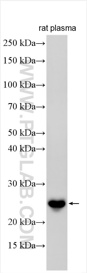 Western Blot (WB) analysis of various lysates using C1qC Polyclonal antibody (16889-1-AP)