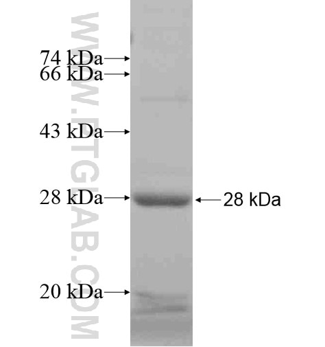 C1QC fusion protein Ag10233 SDS-PAGE