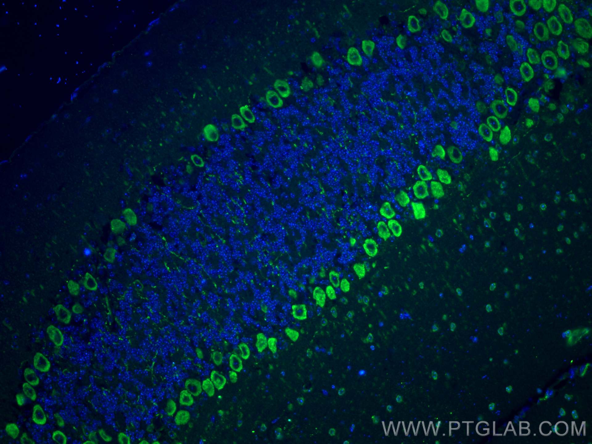 Immunofluorescence (IF) / fluorescent staining of mouse cerebellum tissue using C1QL1 Polyclonal antibody (15757-1-AP)
